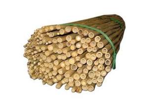 Tyczki bambusowe 150cm, średnica 12-14mm (50 szt)
